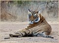 Tiger, Ranthambhore,India